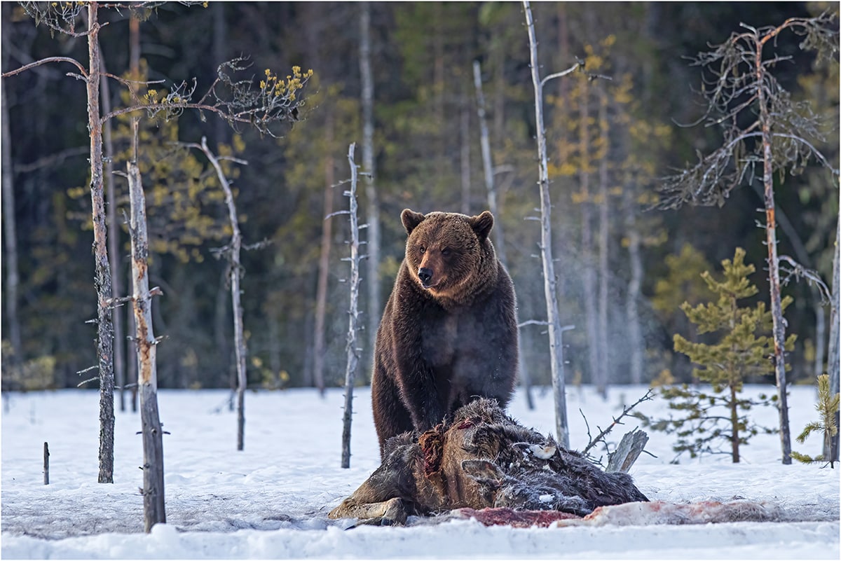 Brown Bear Guarding Kill by Jenny Hibbert