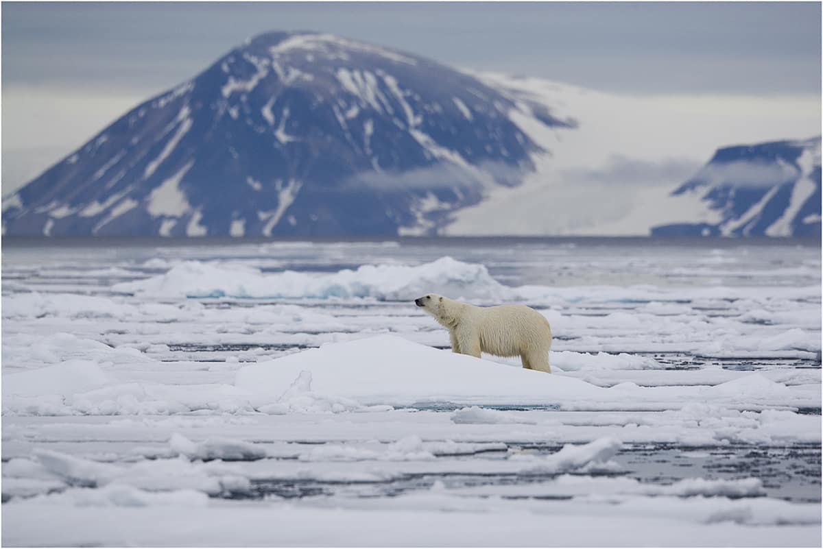 Polar Bear in Snowy Environment by Jenny Hibbert
