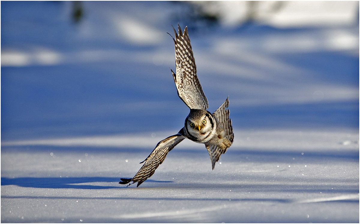Hawk Owl by Jenny Hibbert