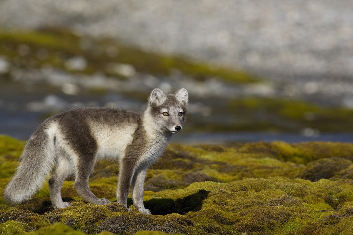 Arctic Fox by Jenny Hibbert