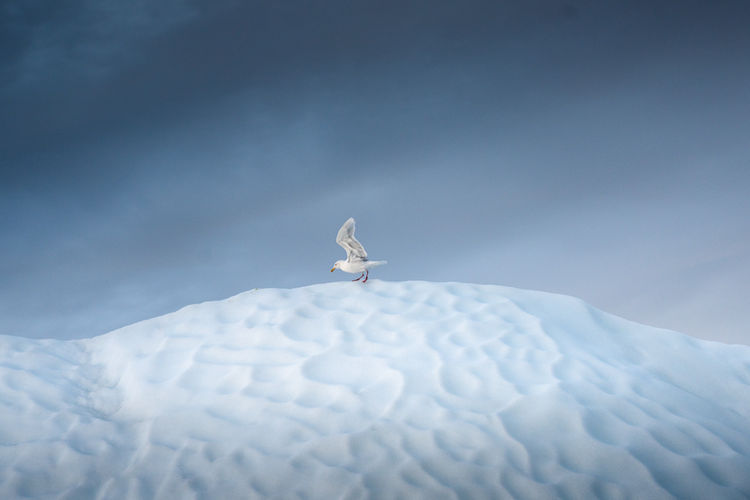 Sea Bird Perched on an Iceberg in Greenland