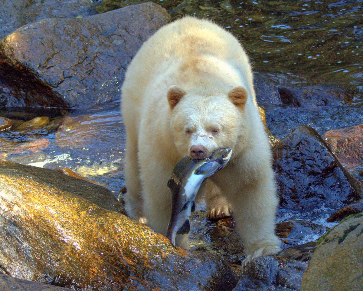 Spirit Bear with Fish in Mouth