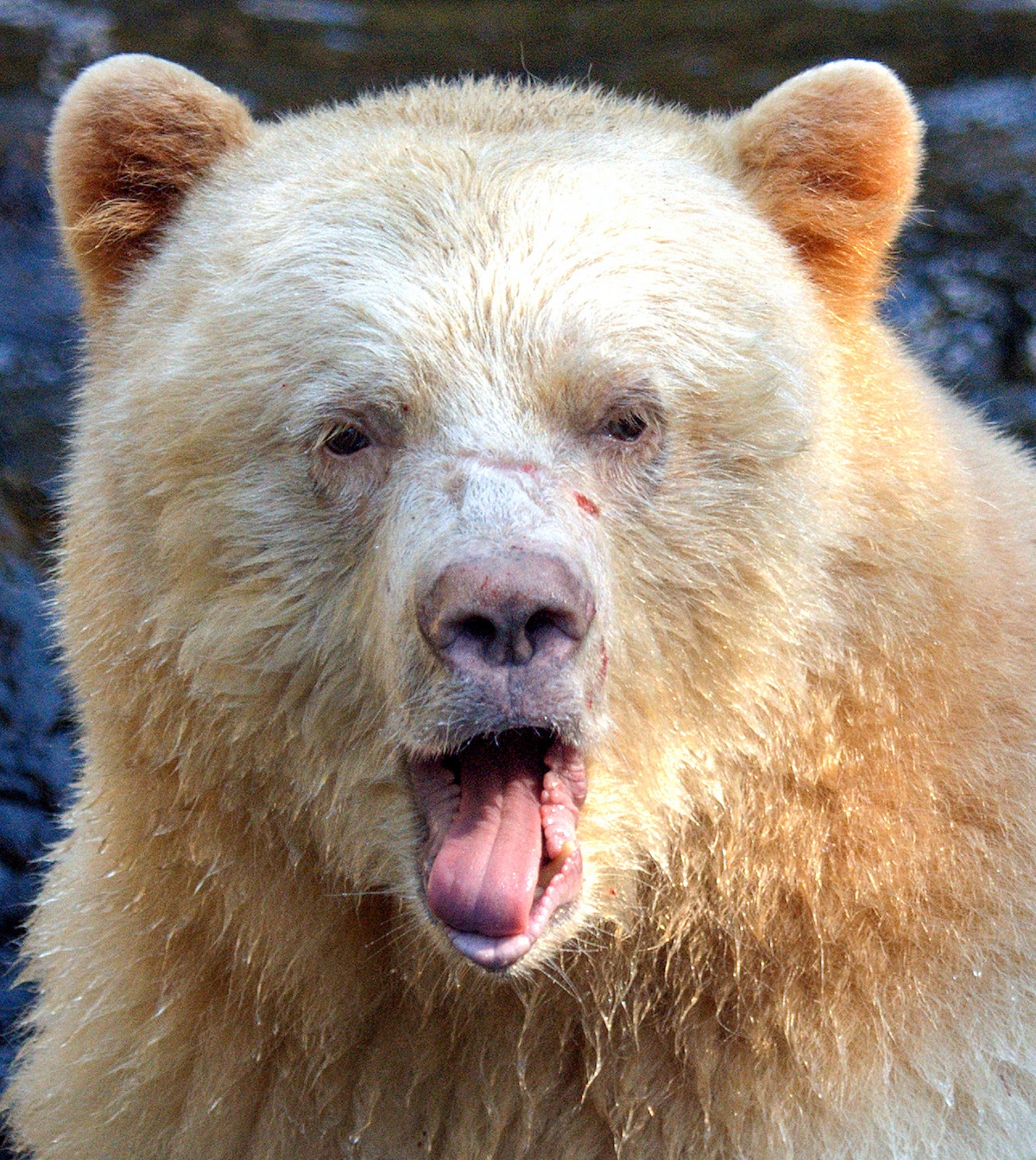 Portrait of a Spirit Bear in British Columbia