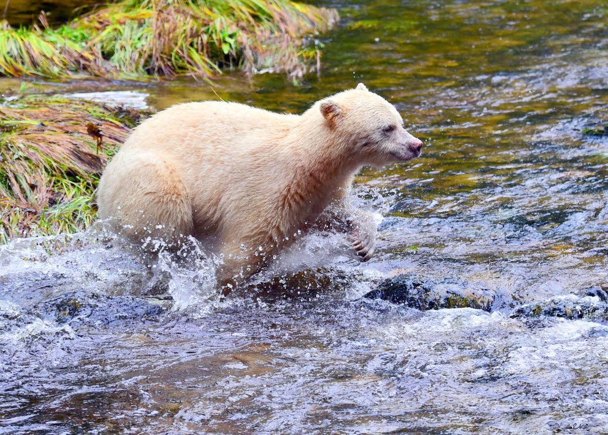 Kermode Bear in British Columbia, Canada
