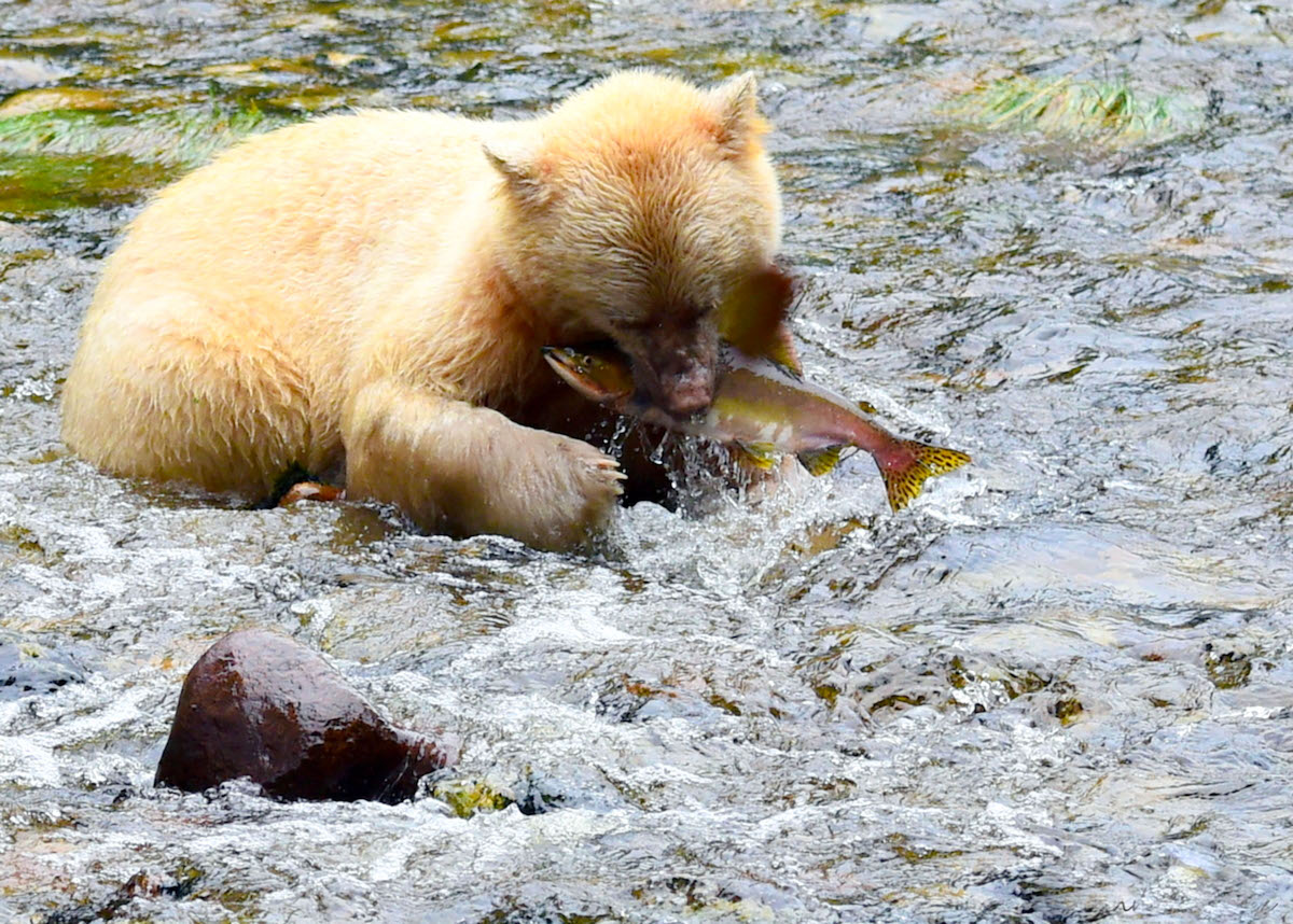 Kermode Bear in British Columbia, Canada