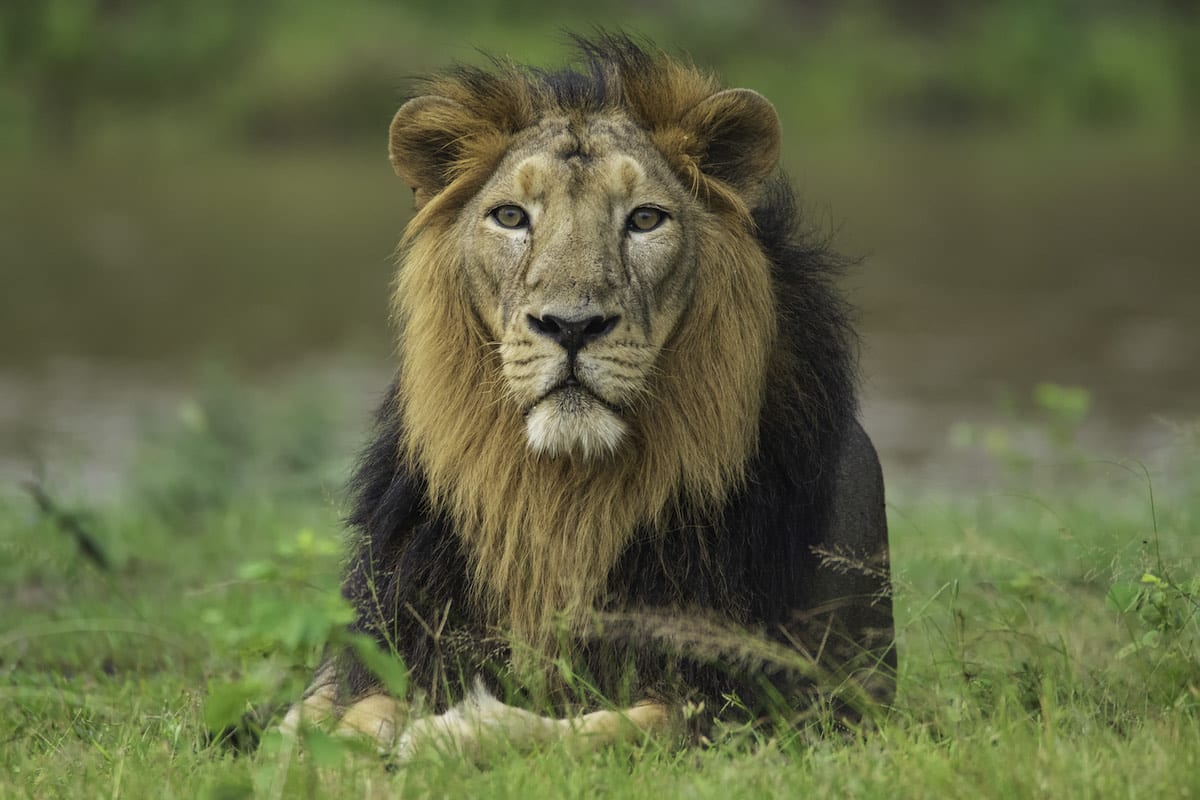 Lion in Gir National Park in India