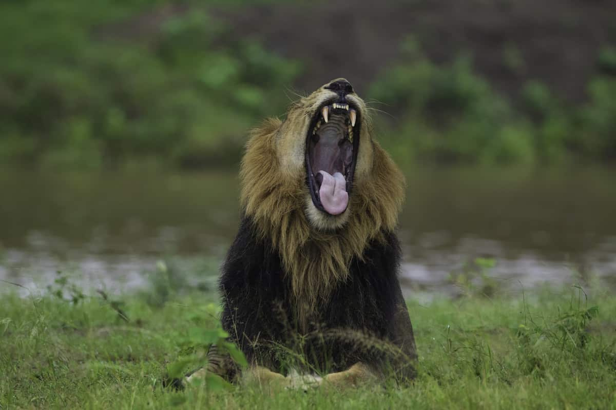 Lion Roaring by Hardik Shelat