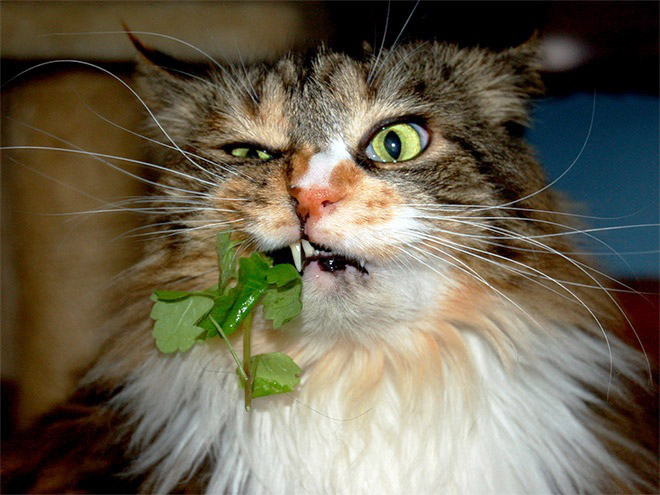 cats-on-catnip3