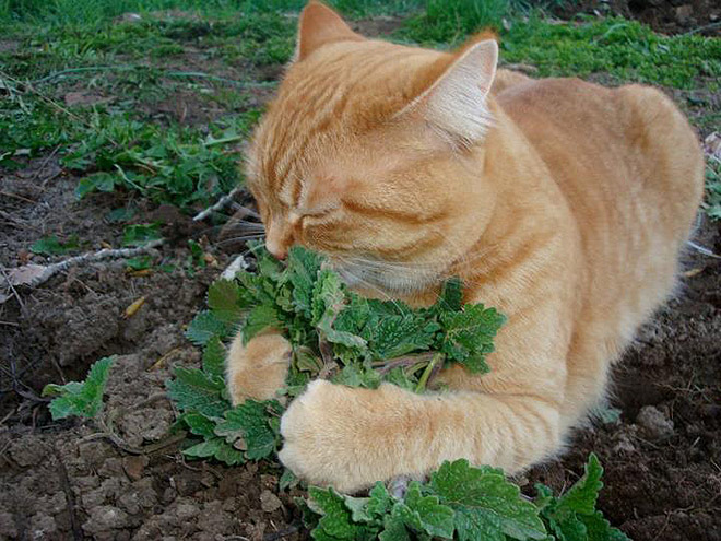 cats-on-catnip5