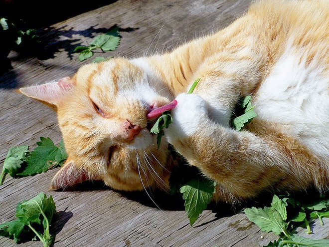 cats-on-catnip6