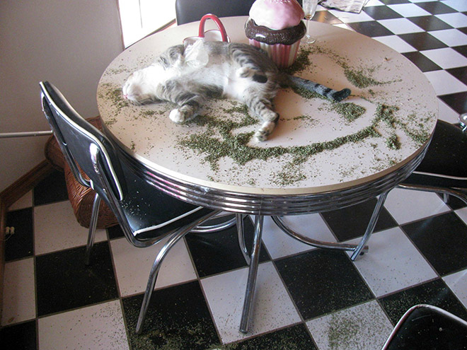 cats-on-catnip14