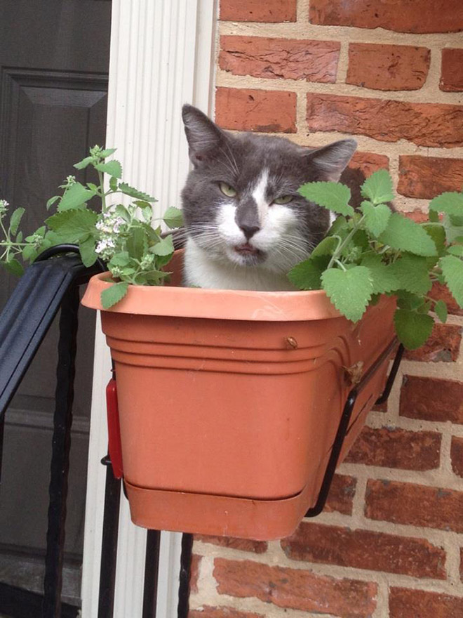 cats-on-catnip16