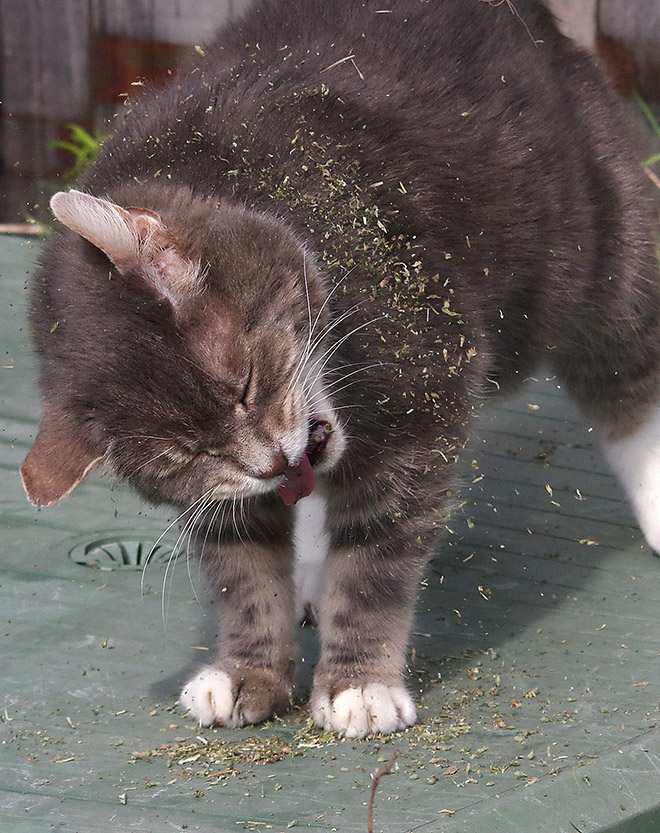 cats-on-catnip19