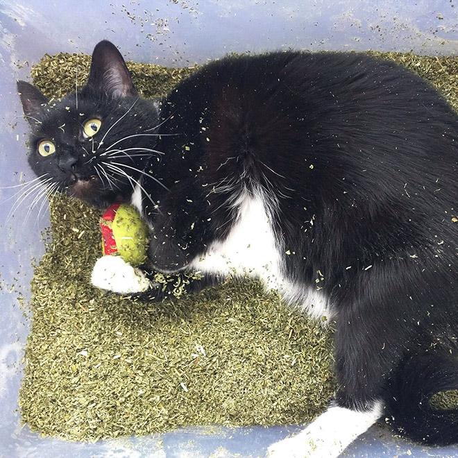 cats-on-catnip20