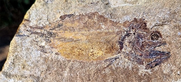 Jurassic Fossilized Fish