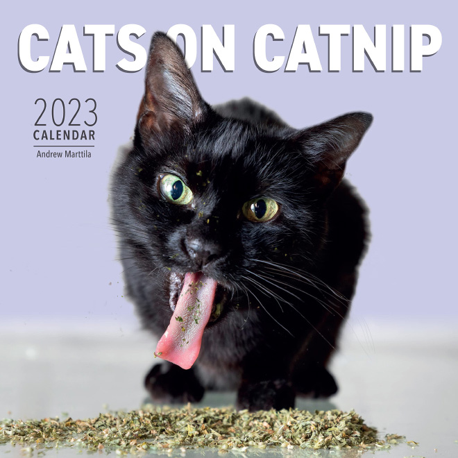 cats-on-catnip1