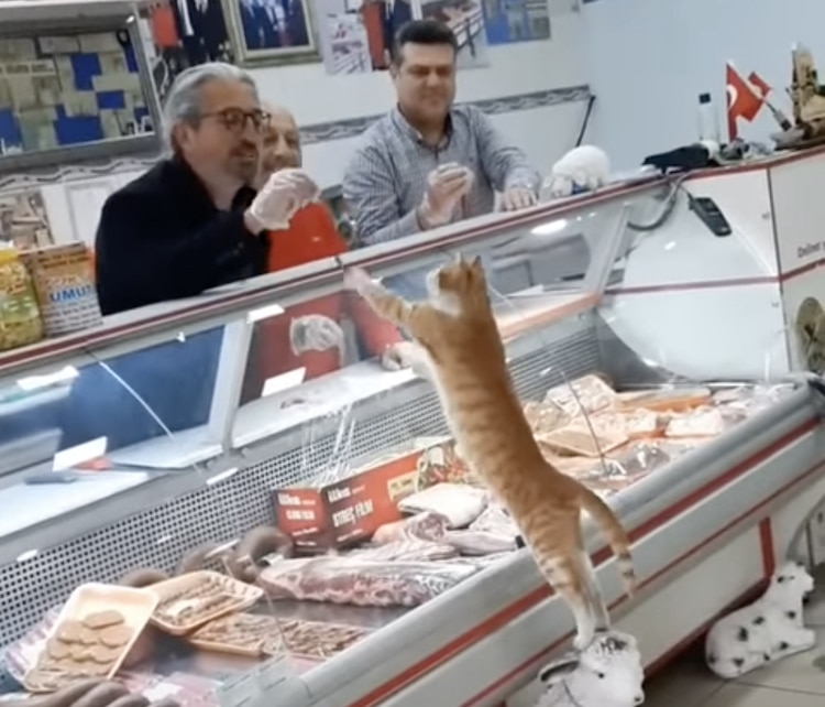 Turkish Butcher Shop Feeds Stray Cat Tasty Treats