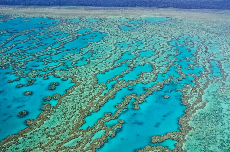 Parts of the Great Barrier Reef Show Highest Coral Cover in Decades