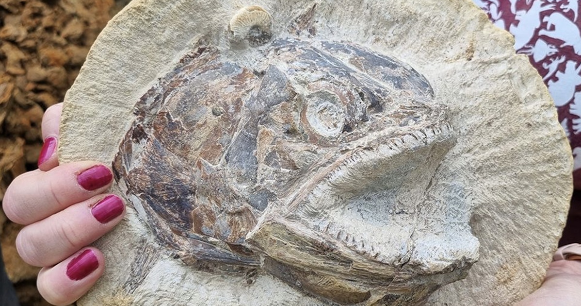 fish-fossil-cow-field-thumbnail-3.jpg - ViralBandit