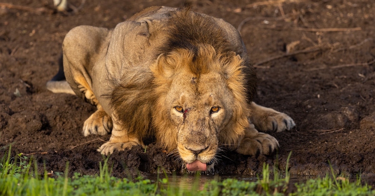 hardik-shelat-lion-photography-thumbnail-1.jpg - ViralBandit