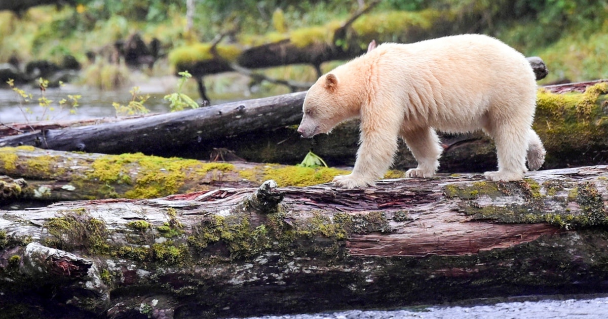 kermode-black-bear-jenny-stevens-thumbnail.jpg - ViralBandit