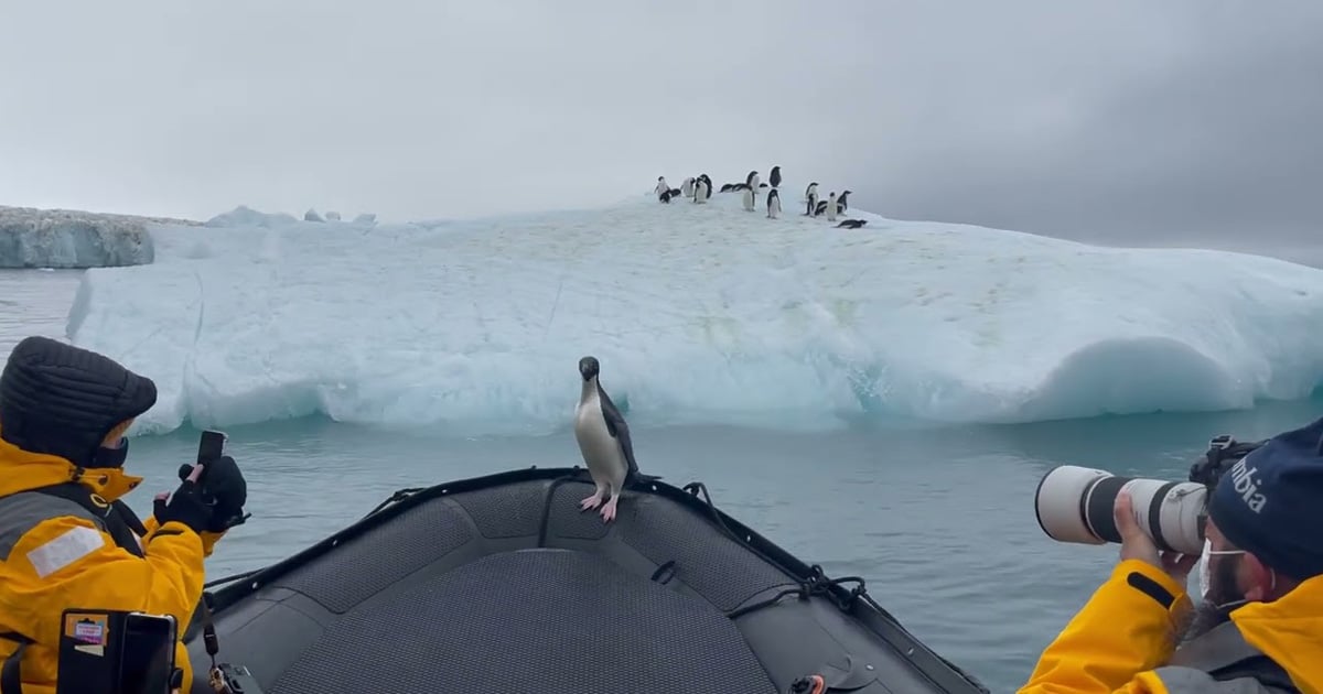 penguin-on-boat-thumbnail.jpg - ViralBandit