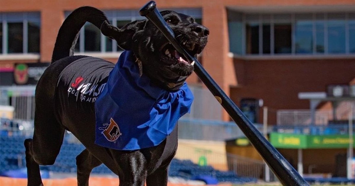 ripken-the-bat-dog-fb-thumbnail.jpg - ViralBandit