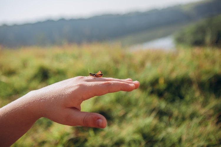 grasshopper resting on person's hand