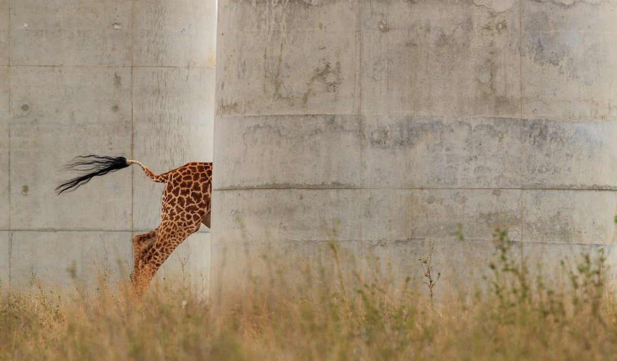 Giraffe Hidden by Giant Pillars of Kenya’s new Standard Gauge Railway