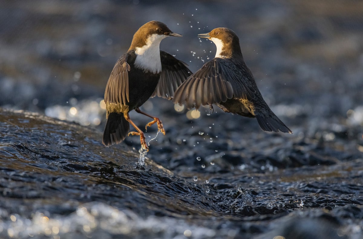 Two Dippers Fighting