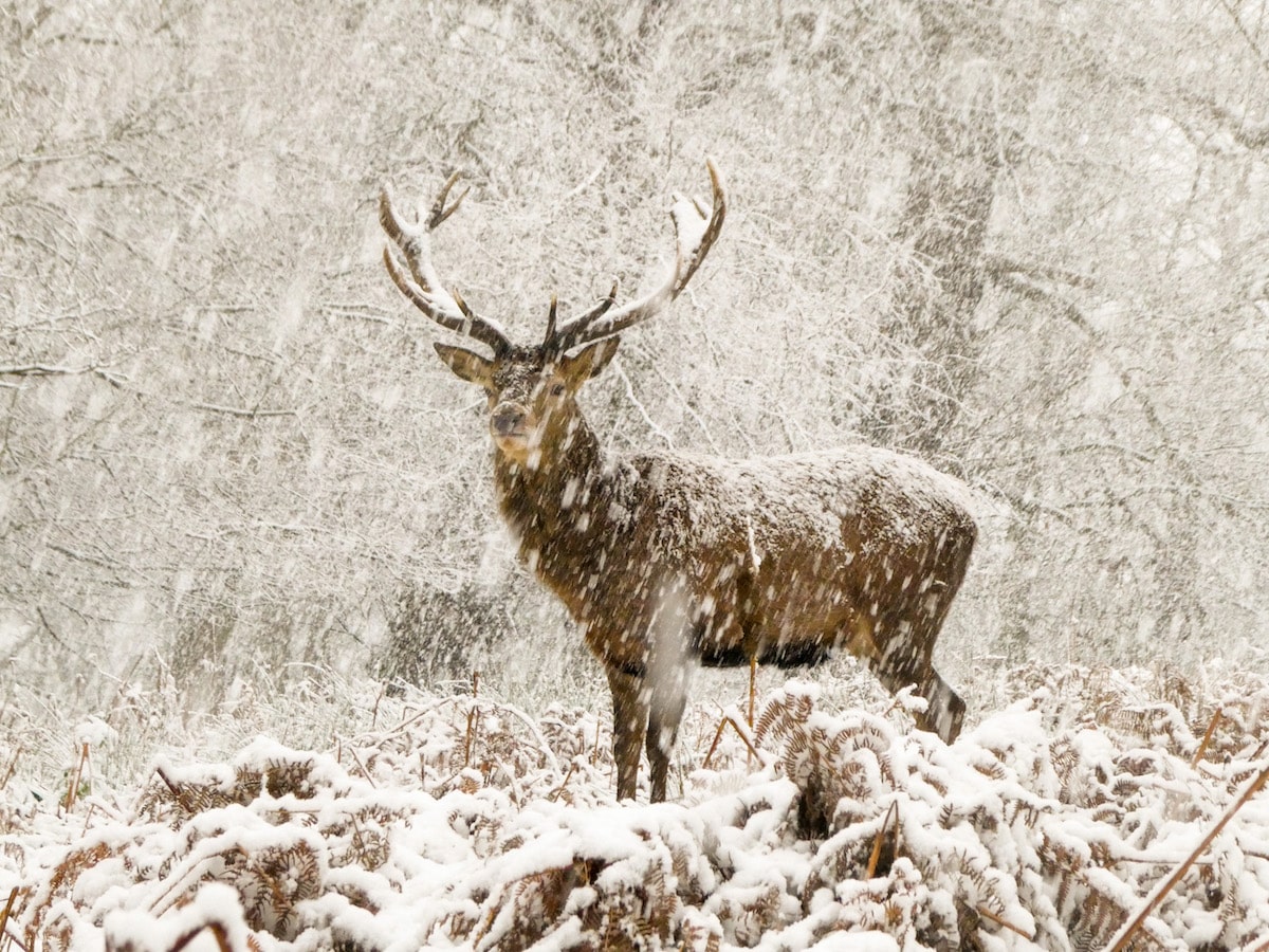 Red deer stag standing majestically as the snow falls