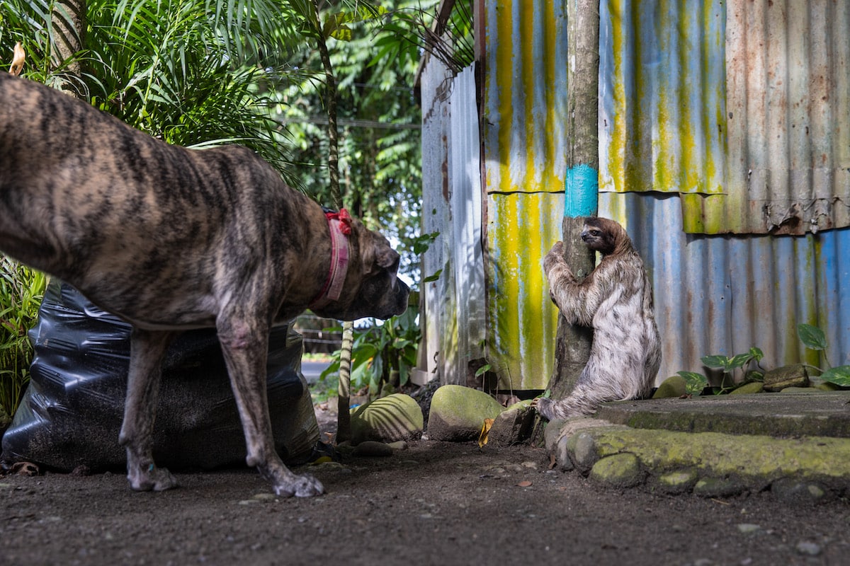 Big Dog Looking at a Brown-throated sloth