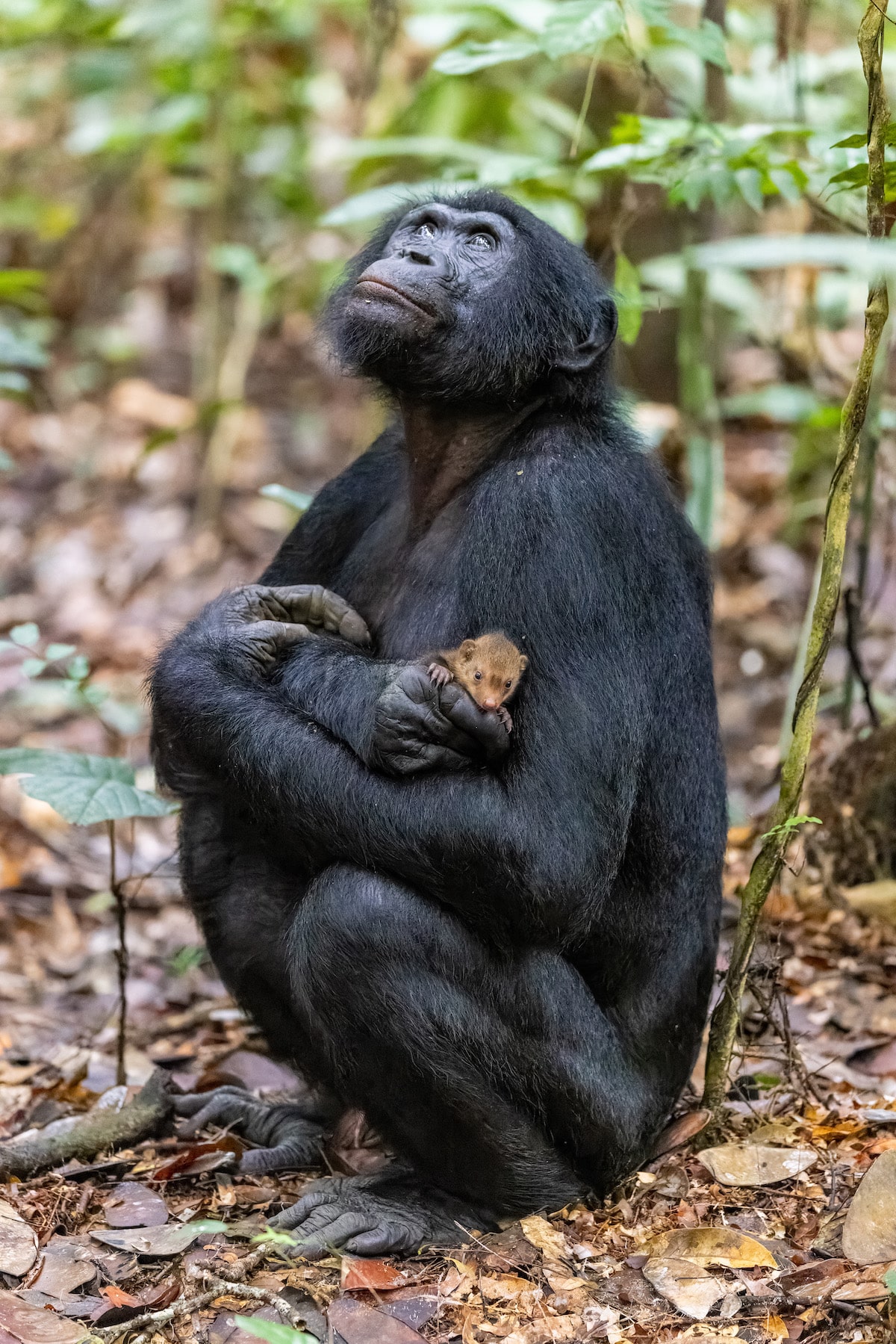 Young male bonobo gently holding a mongoose pup