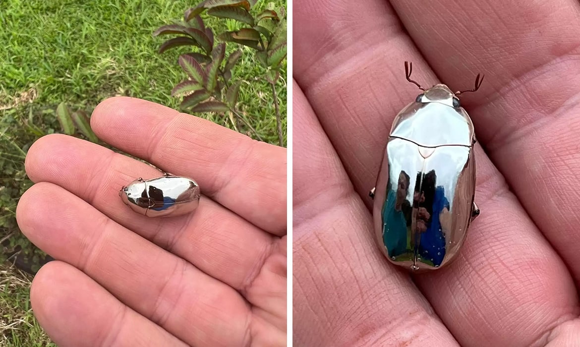 Man Find Mirror Beetle