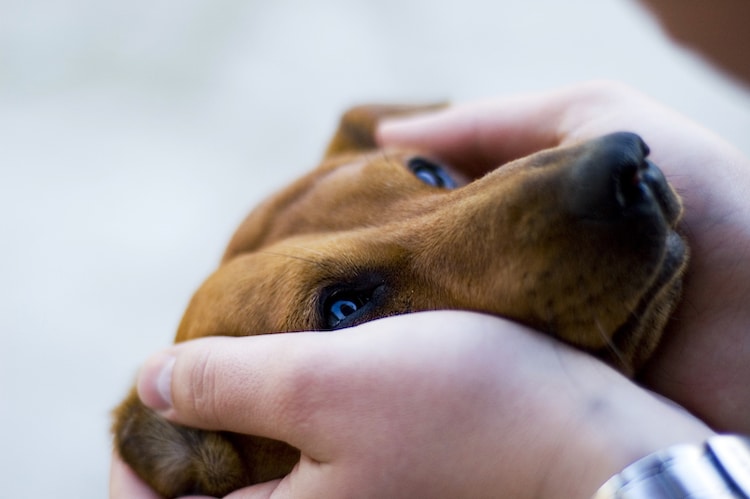 Dogs Can Detect Stress in Humans