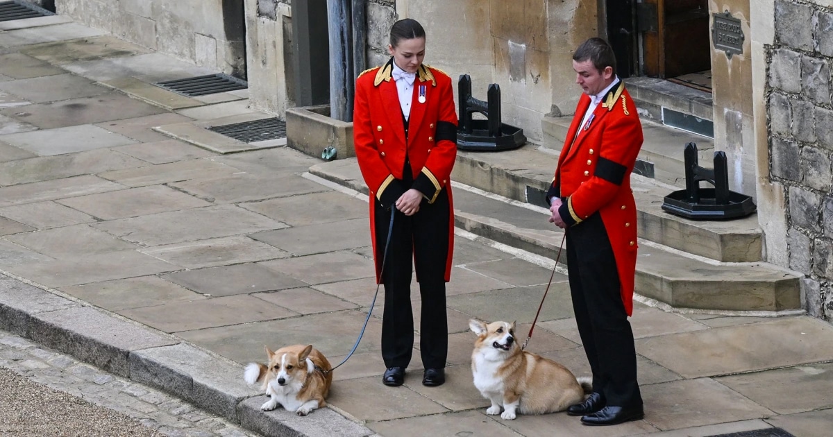 queen-elizabeth-ii-corgis-say-goodbye-fb.jpg - ViralBandit