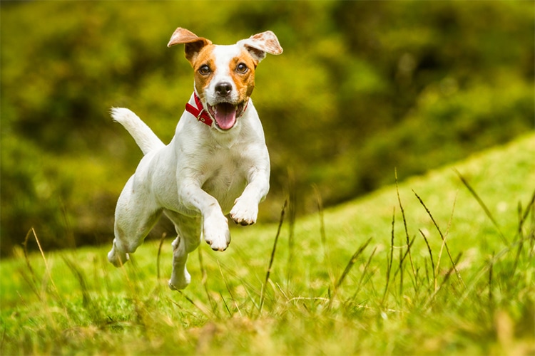 Jack Russel Saves Owner From Bear