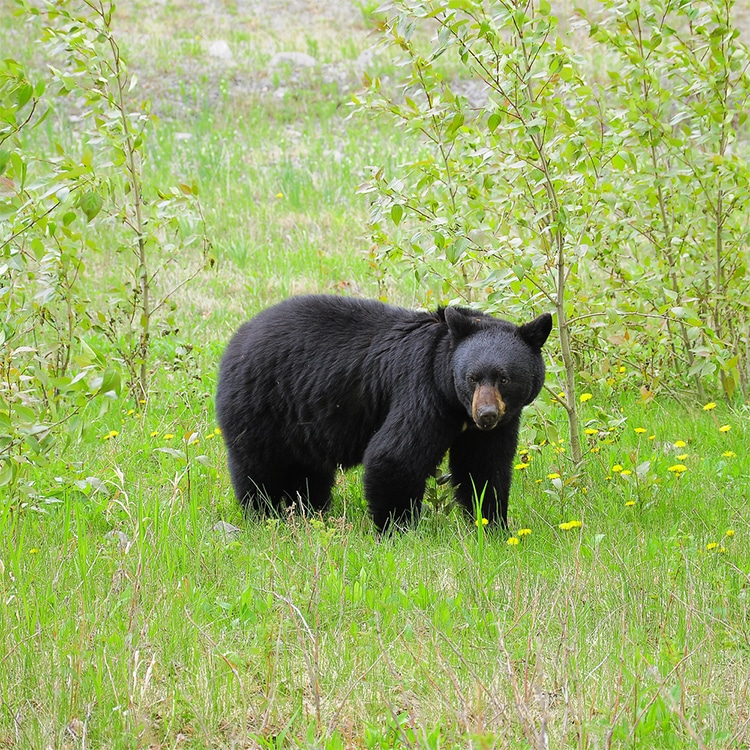 Jack Russel Saves Owner From Bear