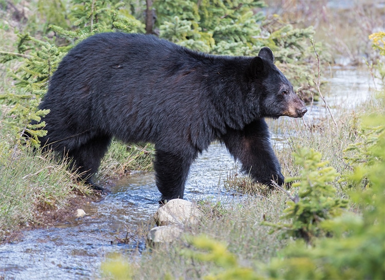 Jack Russel Saves Owner From Bear