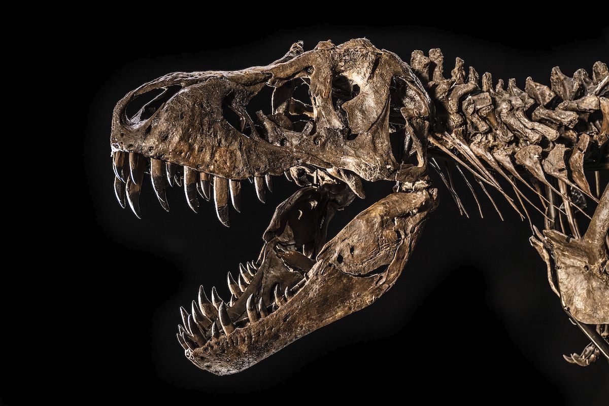 Skull of Shen the T. Rex