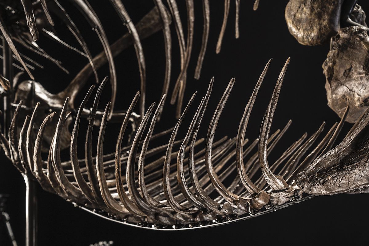 Shen - T. Rex Skeleton Auction