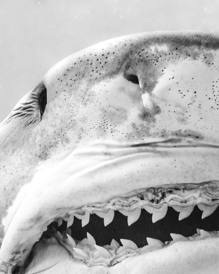 Black and White Photo of Shark Teeth
