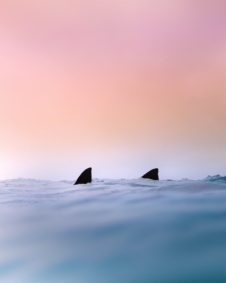 Shark Fins Emerging from the Water