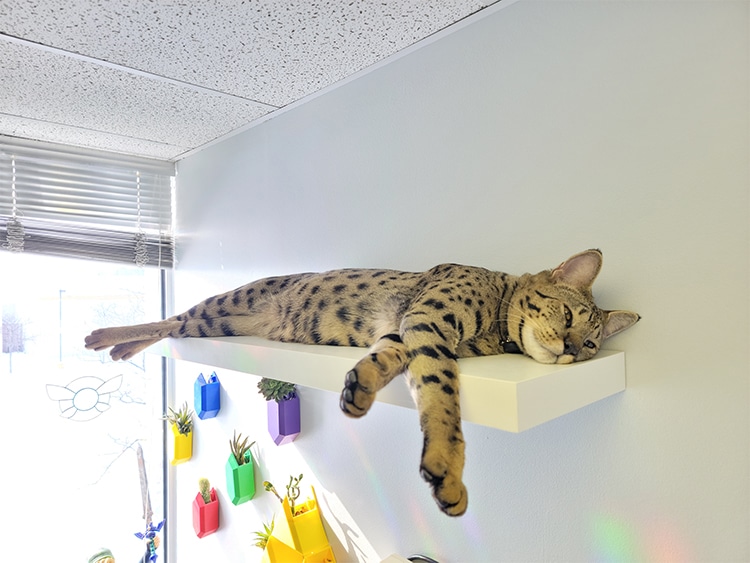 Fenrir the World's Tallest Cat