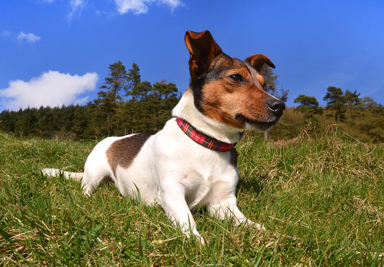 Jack Russel Saves Owner From Bear