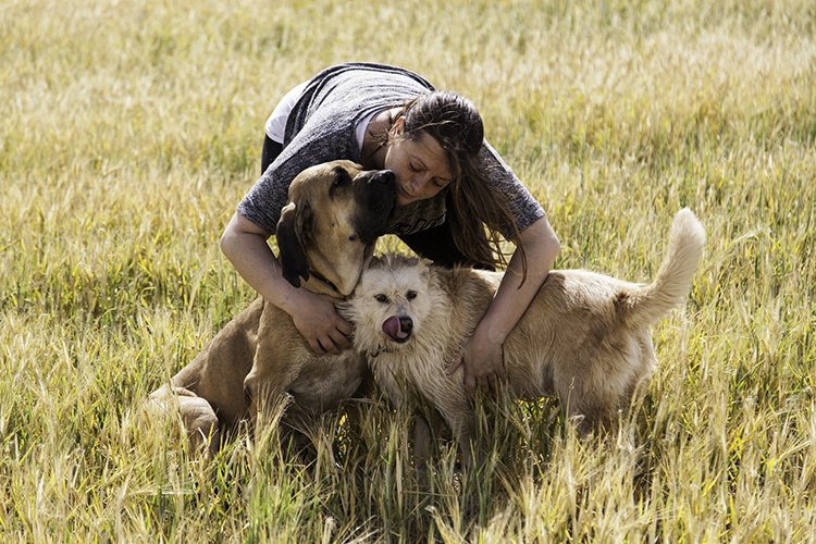 Petting Dogs Offers Us the Same Benefits as Socialising