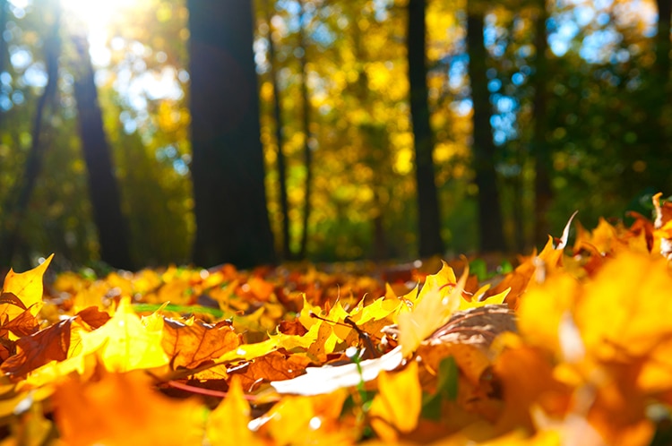 Scientists Say Do Not Bag Your Raked Leaves This Fall