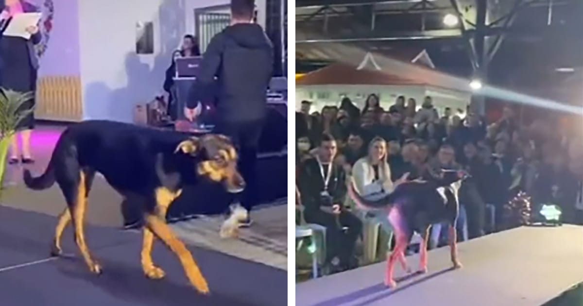 dog-crashes-catwalk-thumbnail.jpg - ViralBandit
