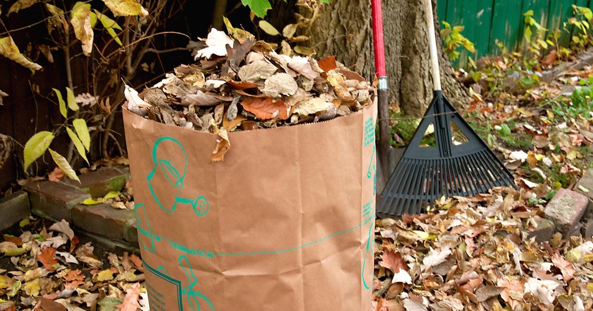 dont-rake-leaves-fall-thumbnail.jpg - ViralBandit