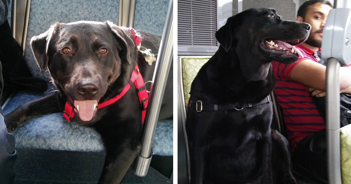 eclipse-seattle-bus-riding-dog-thumbnail.jpg - ViralBandit